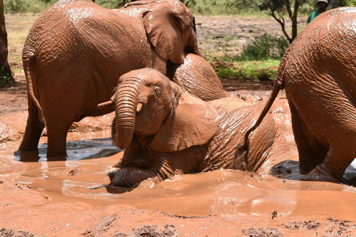 Young elephants playing in mud at a Kenyan conservation centre