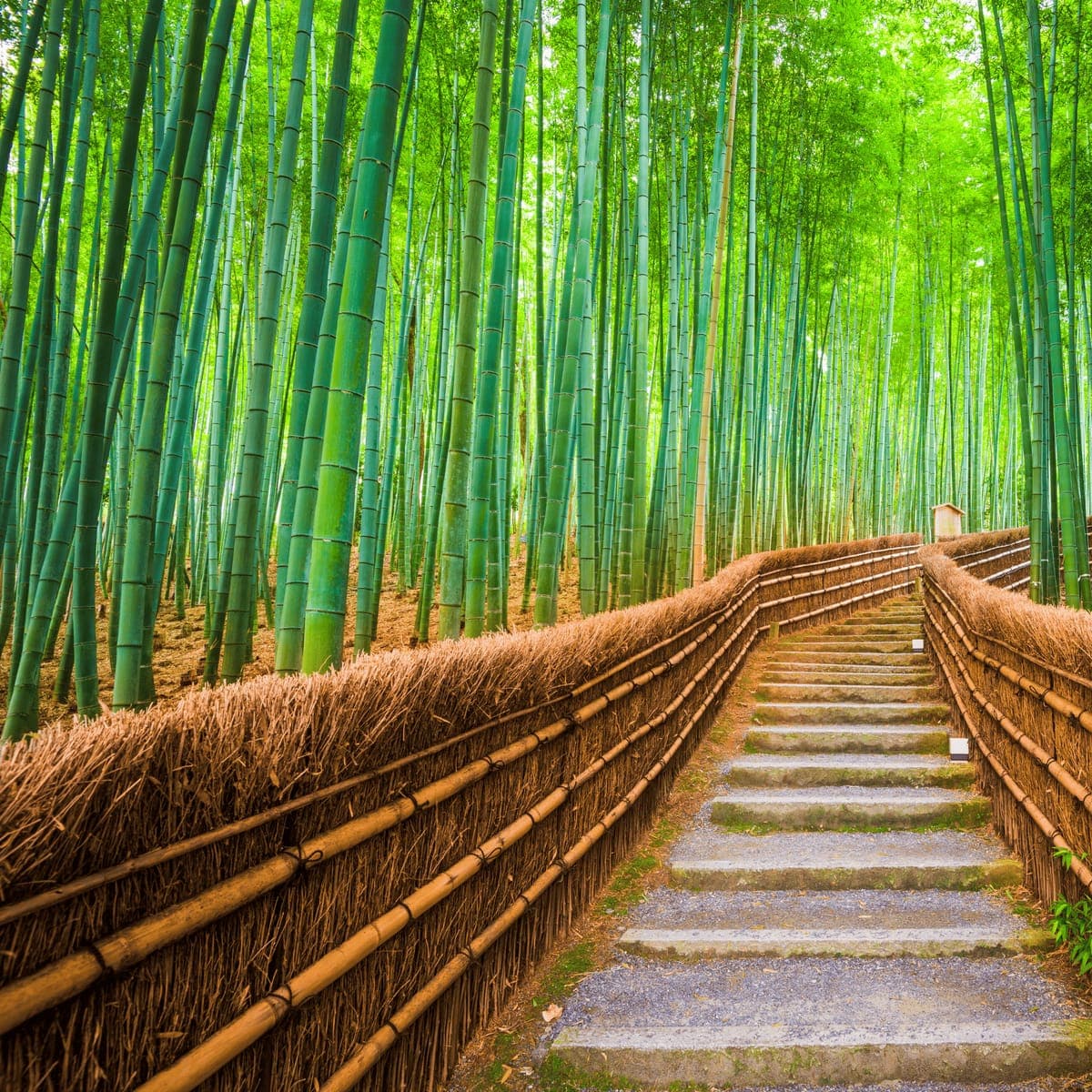 The bamboo forest path at Arashiyama, Kyoto